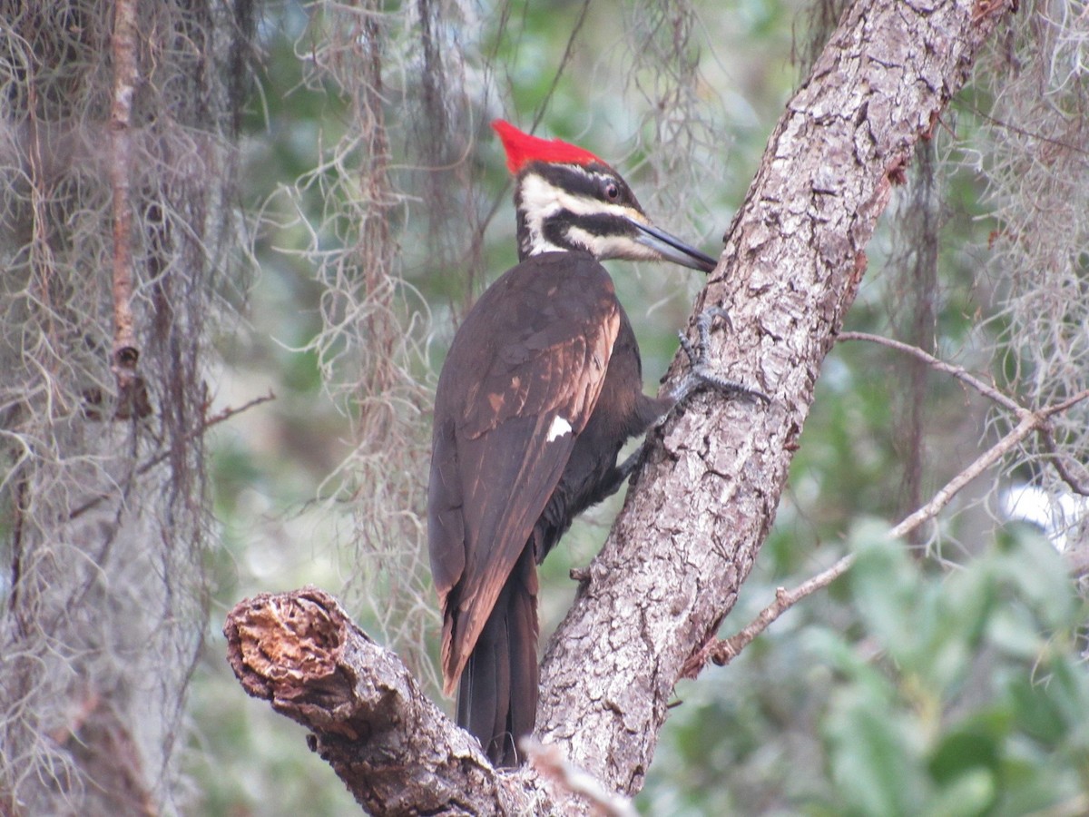 Pileated Woodpecker - ML93738211