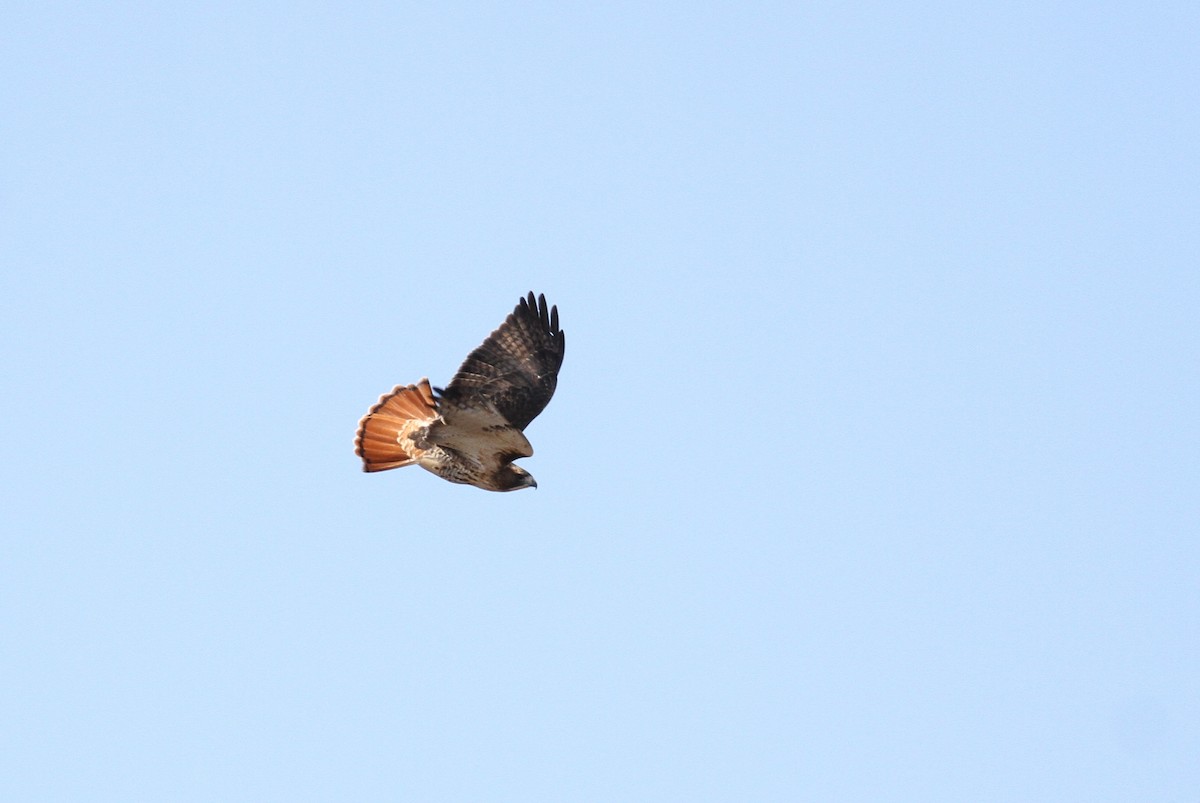 Red-tailed Hawk - ML93739061