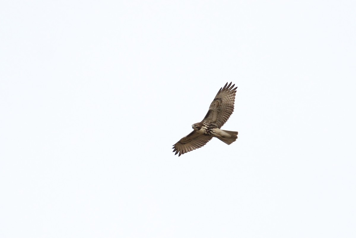 Red-tailed Hawk - ML93739071
