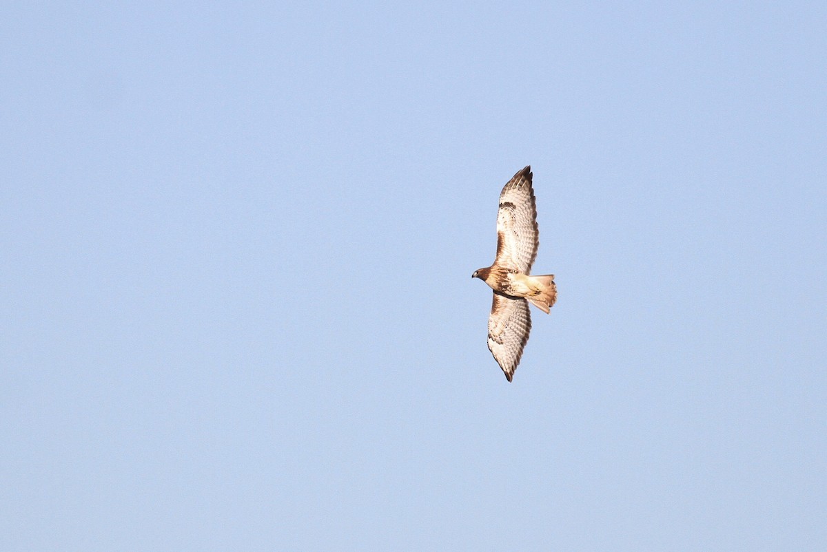 Red-tailed Hawk (abieticola) - ML93739081