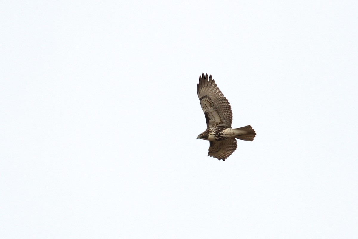 Red-tailed Hawk - ML93739091
