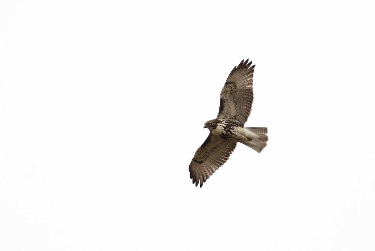 Red-tailed Hawk - ML93739111