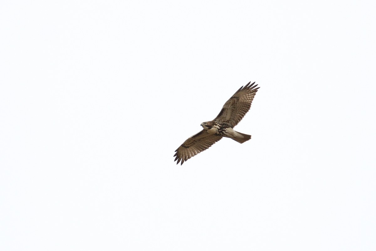 Red-tailed Hawk - ML93739121