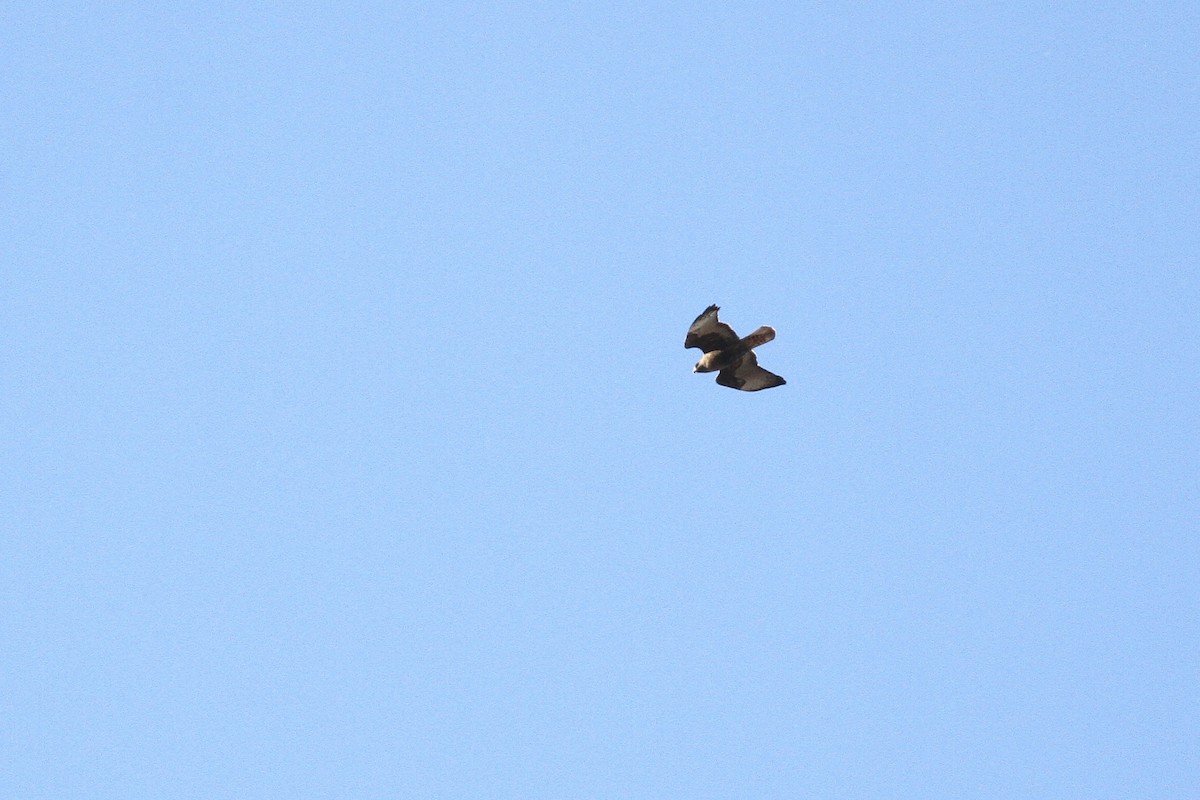 Red-tailed Hawk (abieticola) - ML93739651