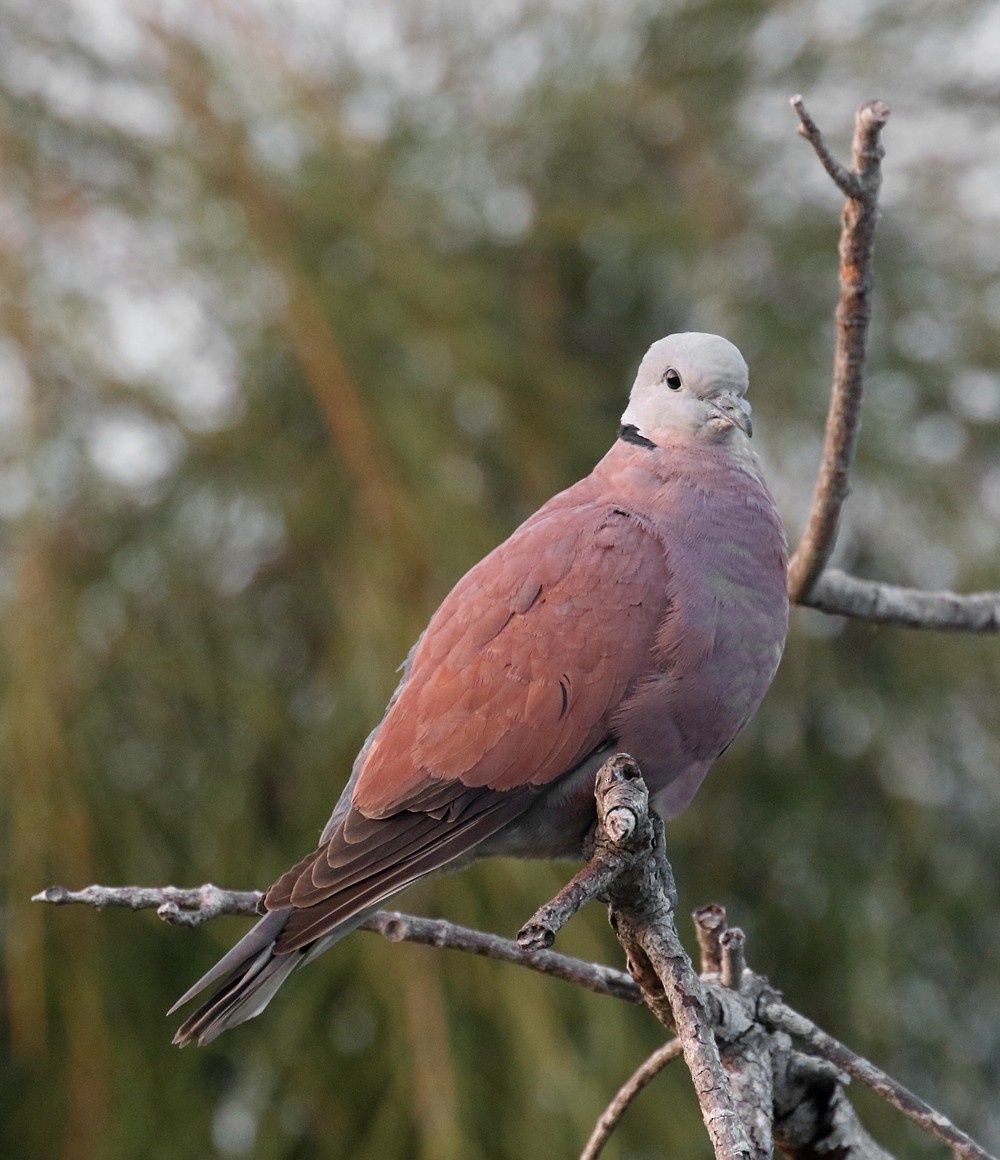 Red Collared-Dove - ML93740731