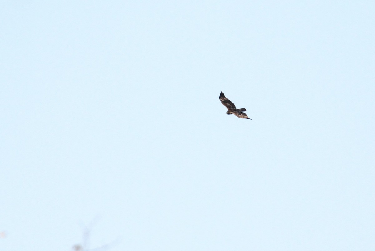 Red-tailed Hawk (abieticola) - ML93741231
