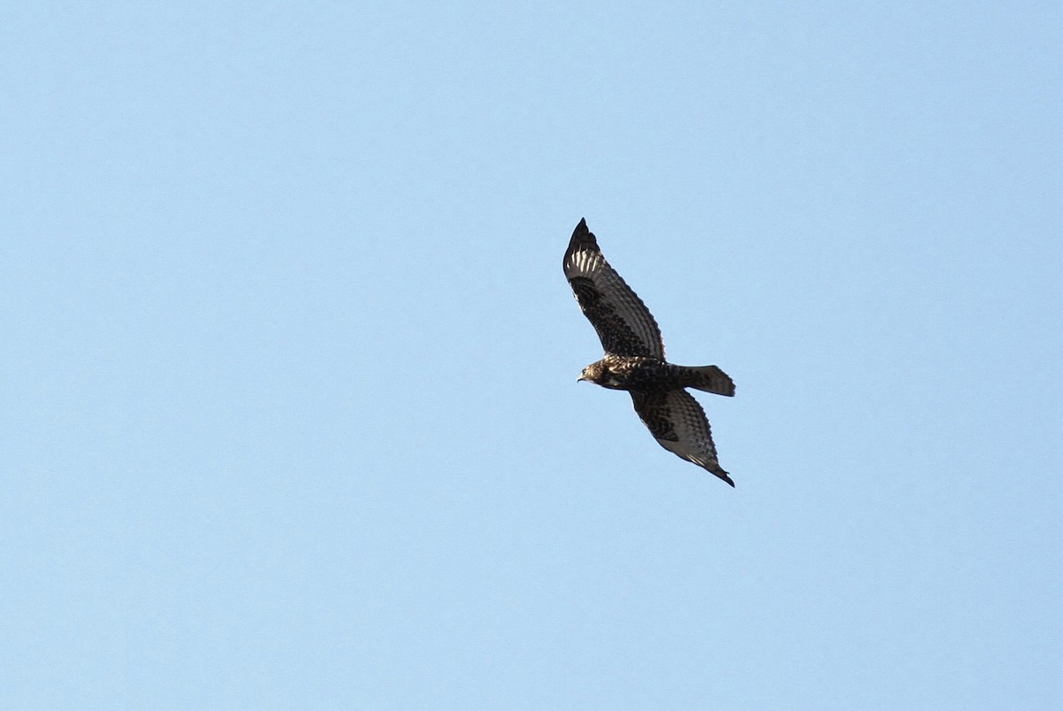 Red-tailed Hawk (abieticola) - ML93741241