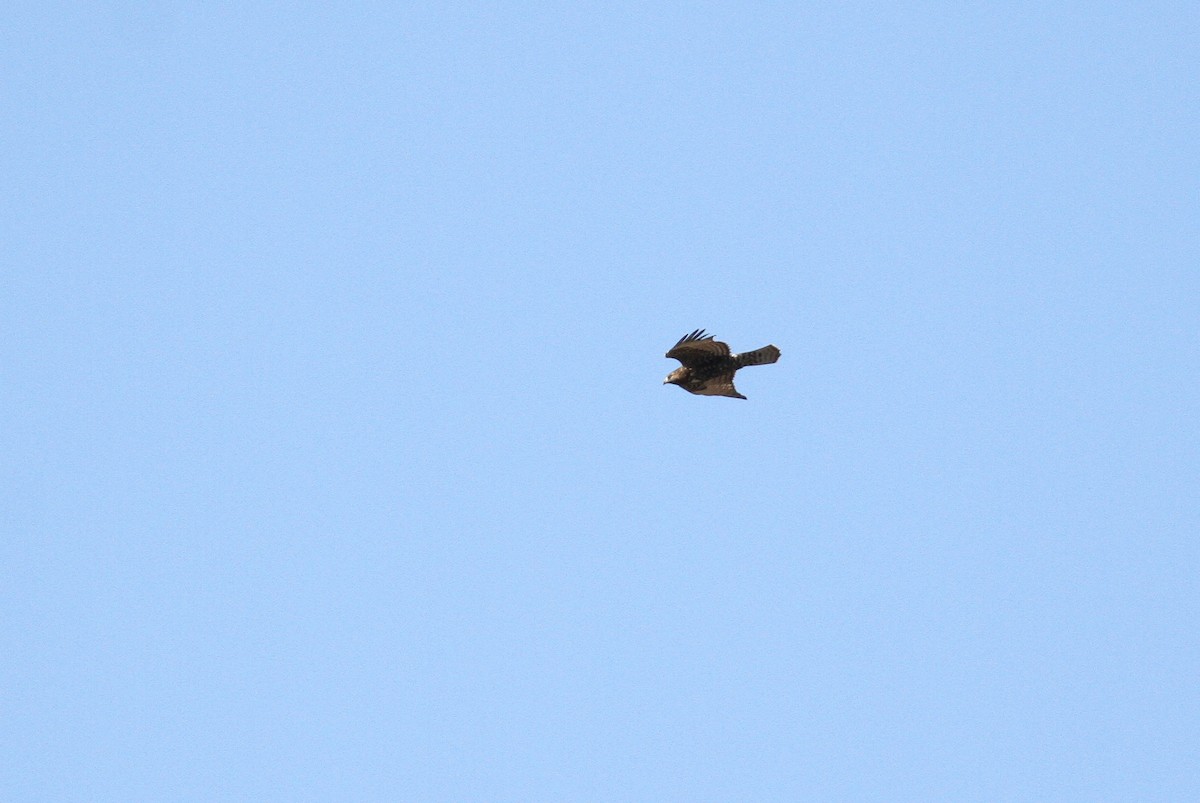 Red-tailed Hawk (abieticola) - ML93741261