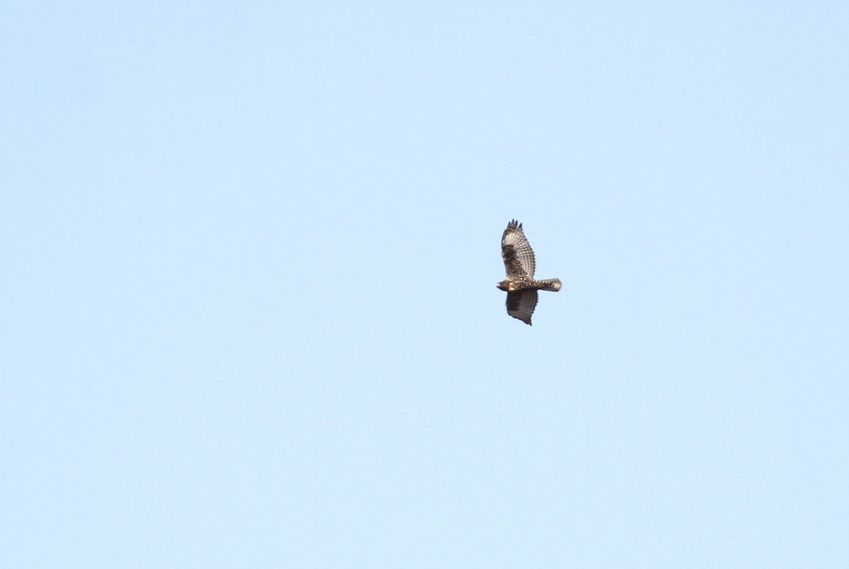 Red-tailed Hawk (abieticola) - ML93741281