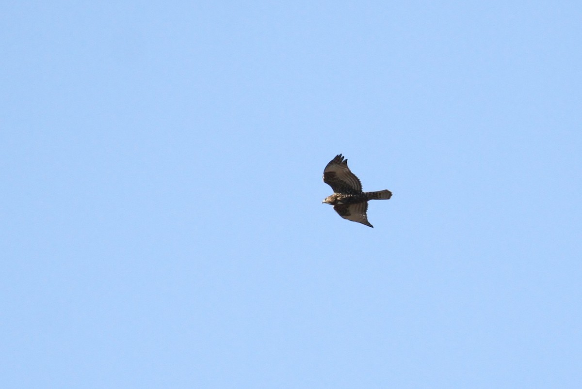 Red-tailed Hawk (abieticola) - ML93741301