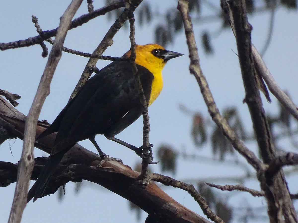 Yellow-headed Blackbird - ML93742811