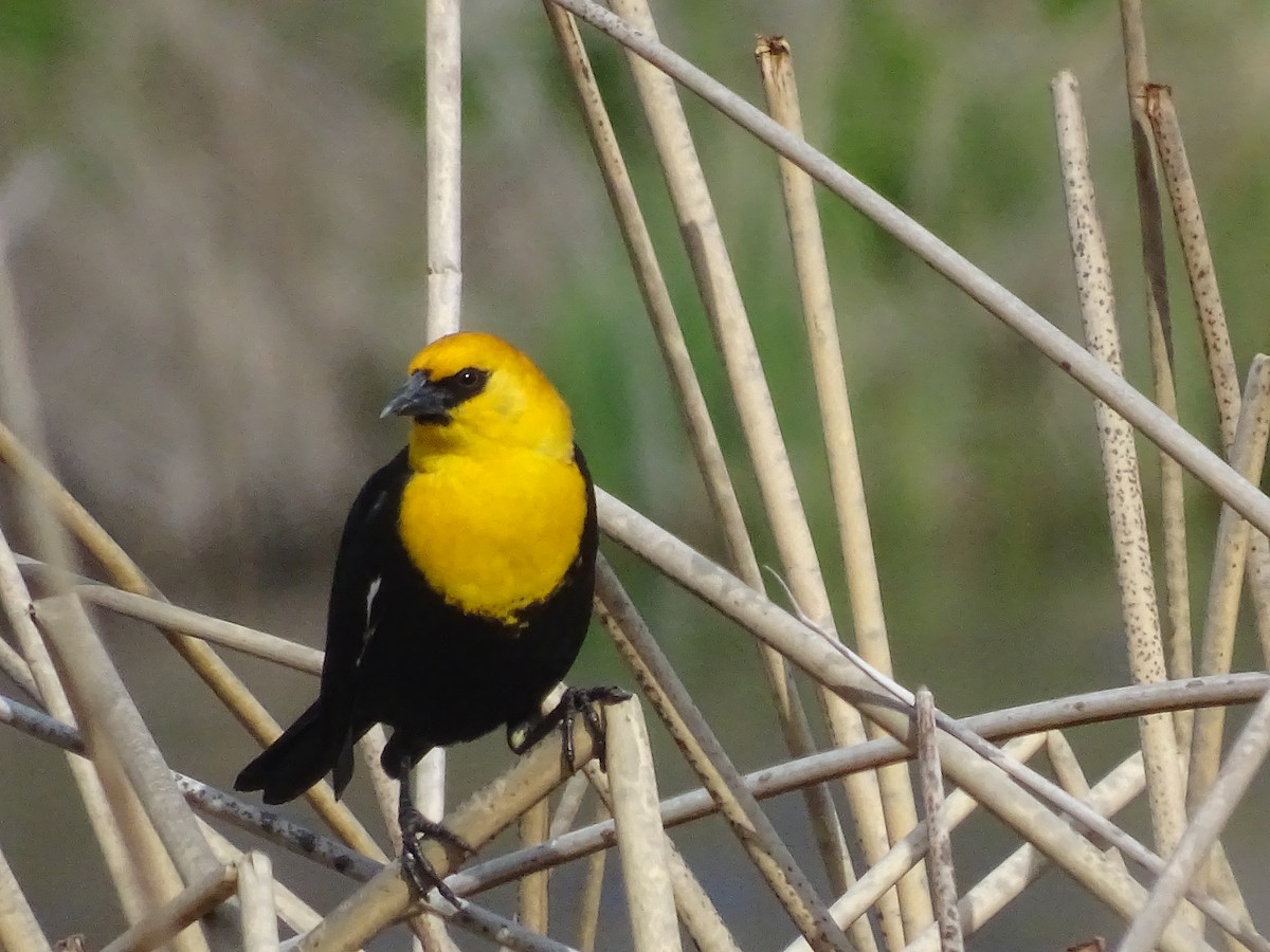 Yellow-headed Blackbird - ML93742861