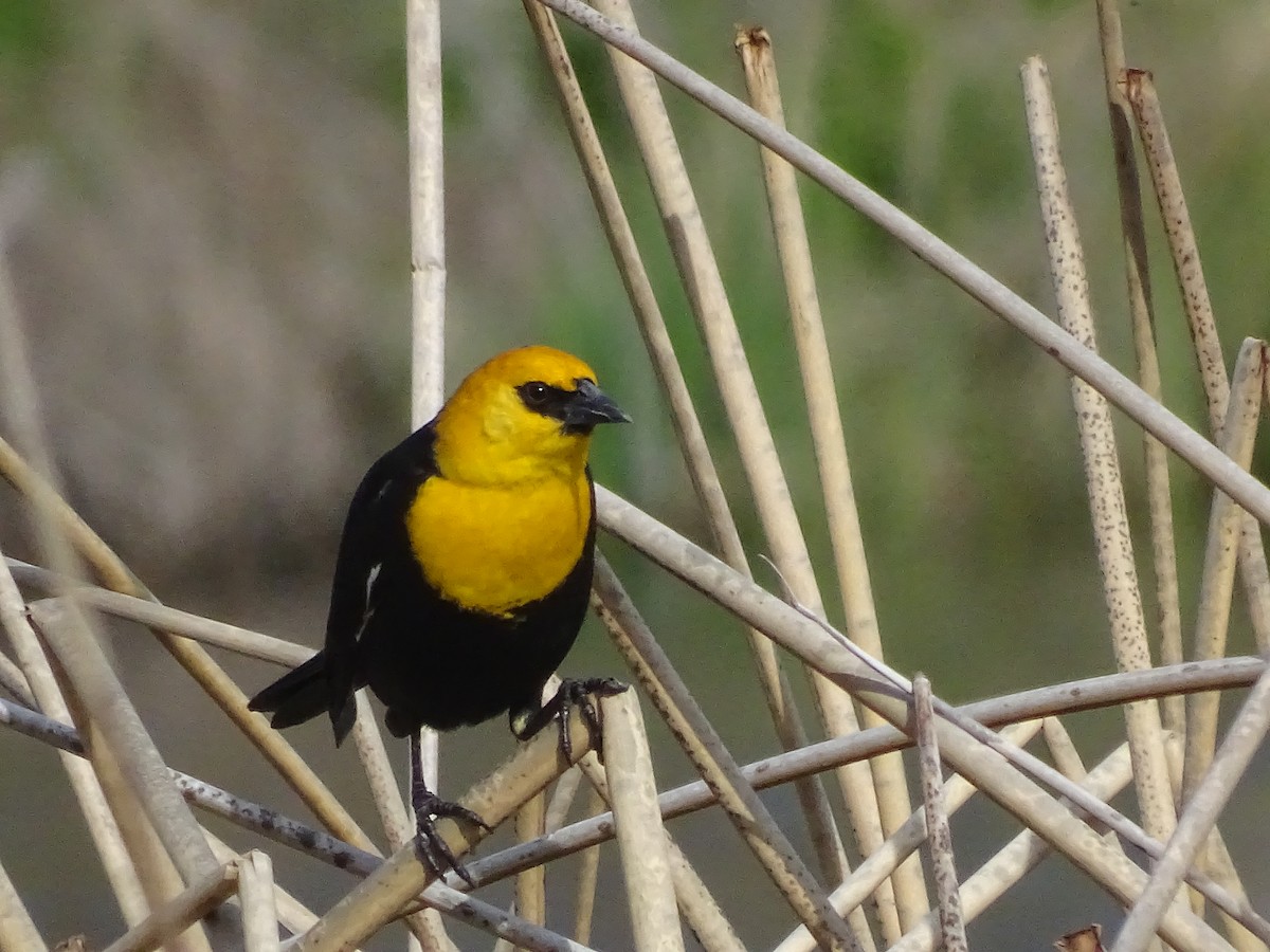 Yellow-headed Blackbird - ML93742961