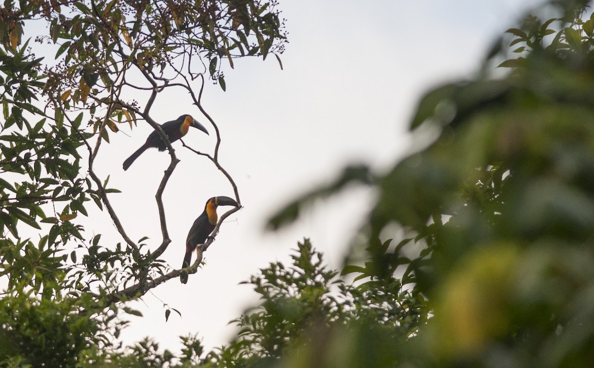 Channel-billed Toucan - Giselle Mangini