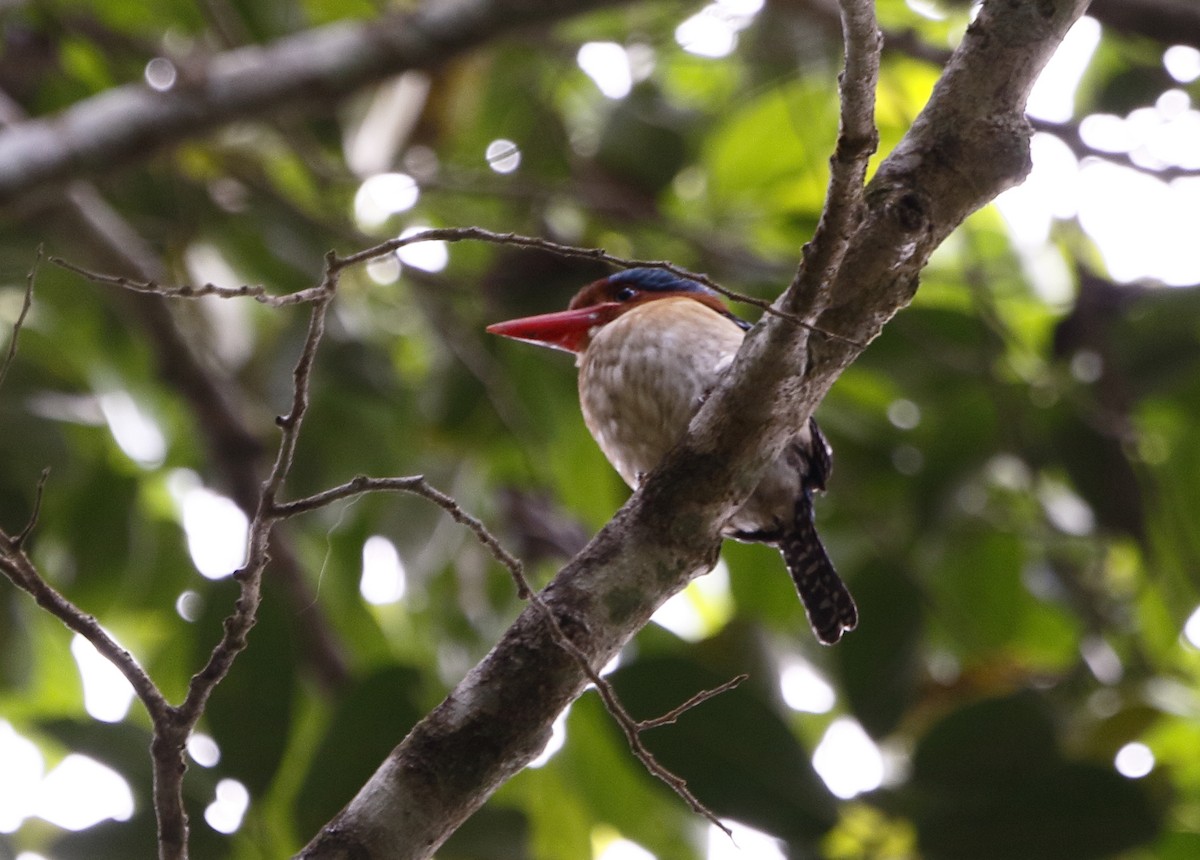 Banded Kingfisher (Banded) - ML93745391