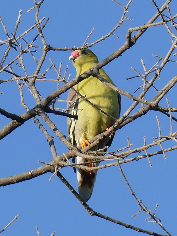 Африканский зелёный голубь - ML93745631