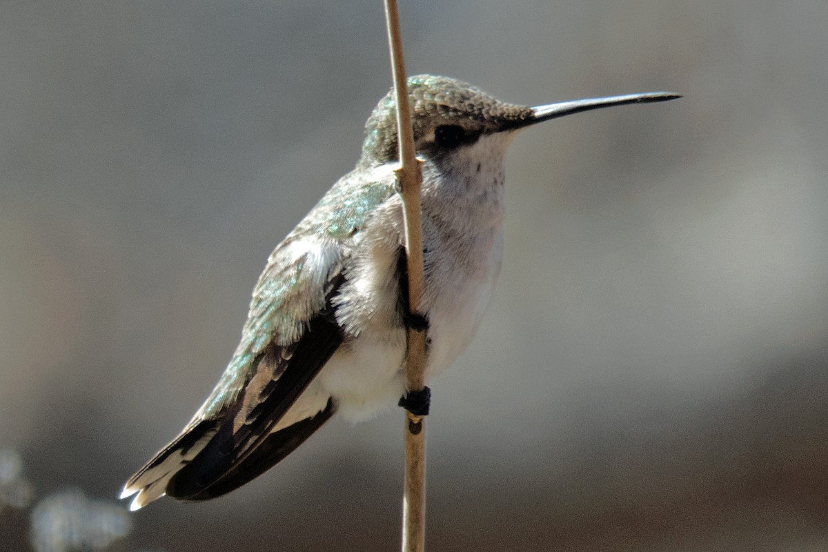 Black-chinned Hummingbird - ML93758011