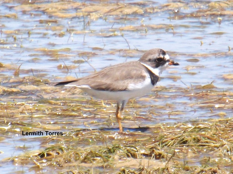 Semipalmated Plover - Lermith Torres