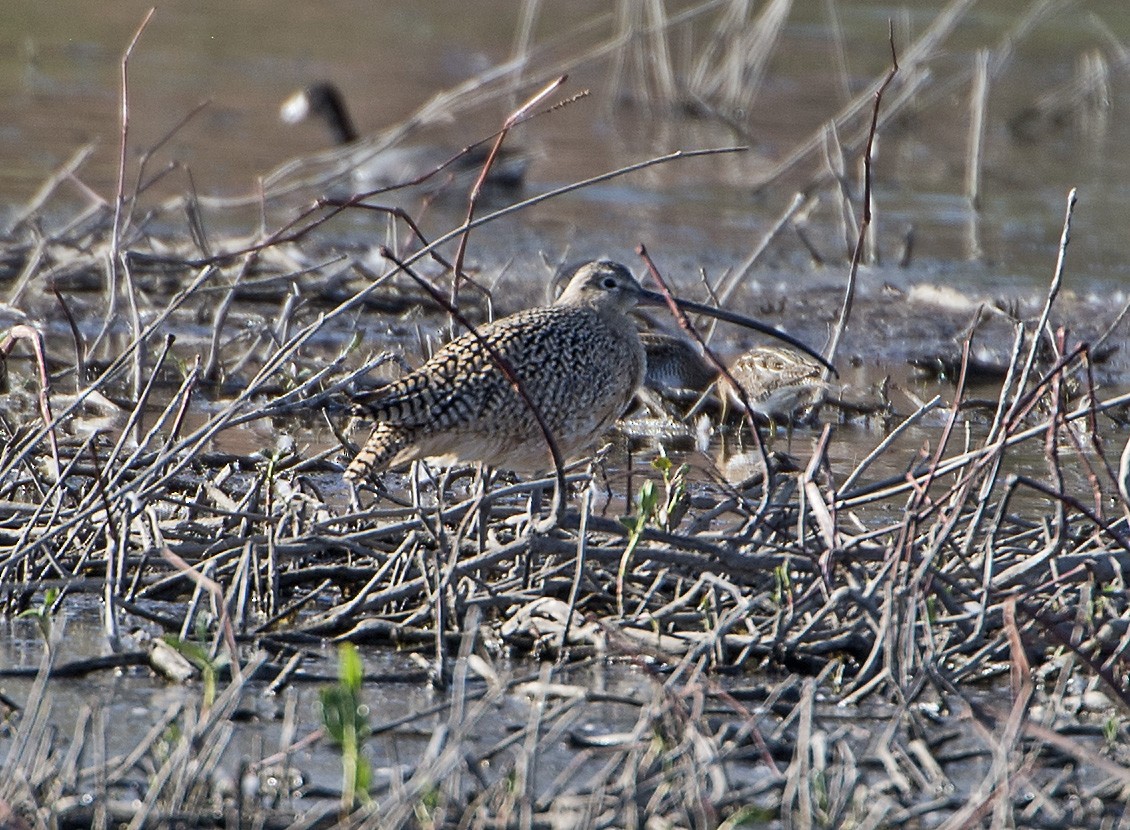 Long-billed Curlew - ML93764951