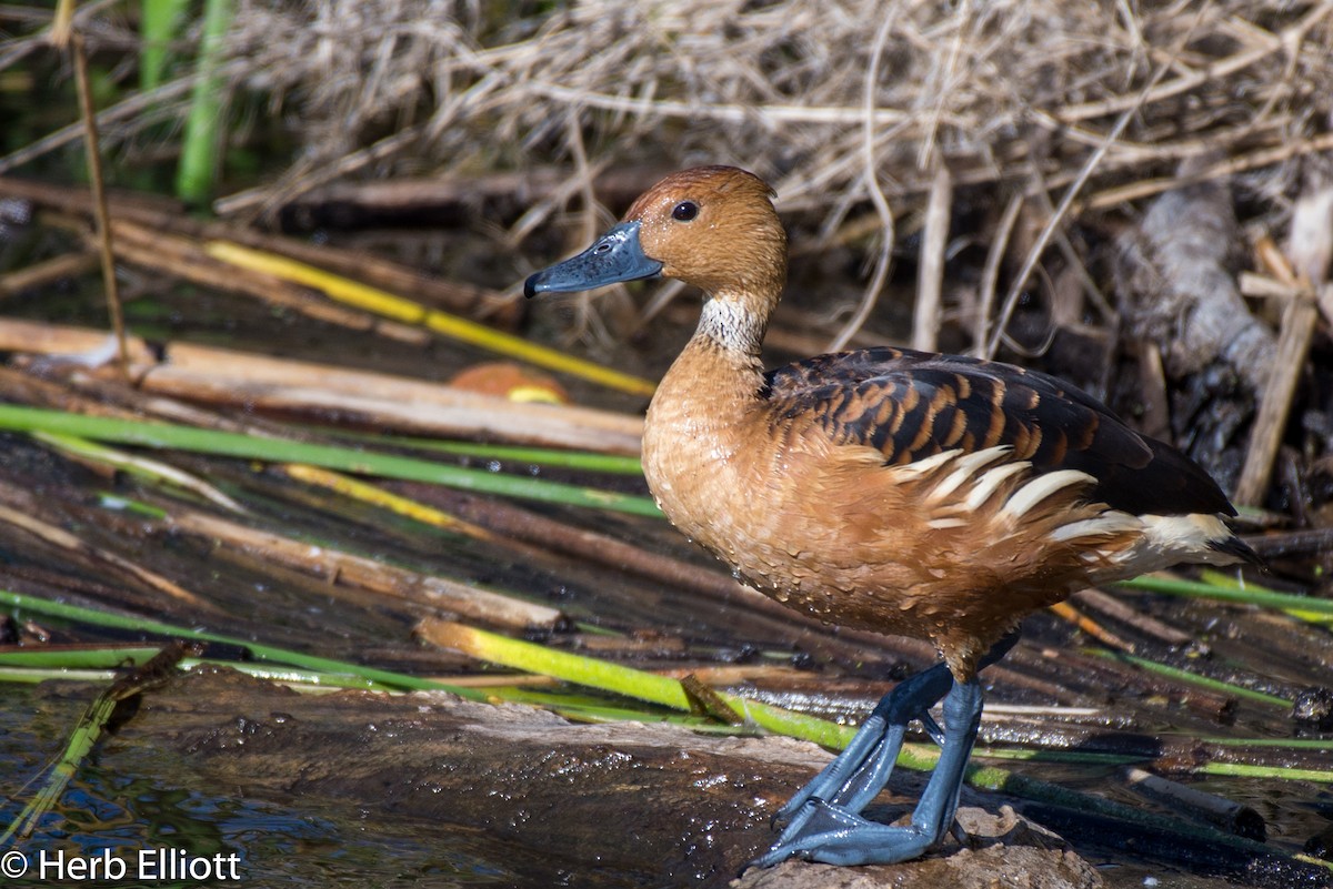 Fulvous Whistling-Duck - ML93765791