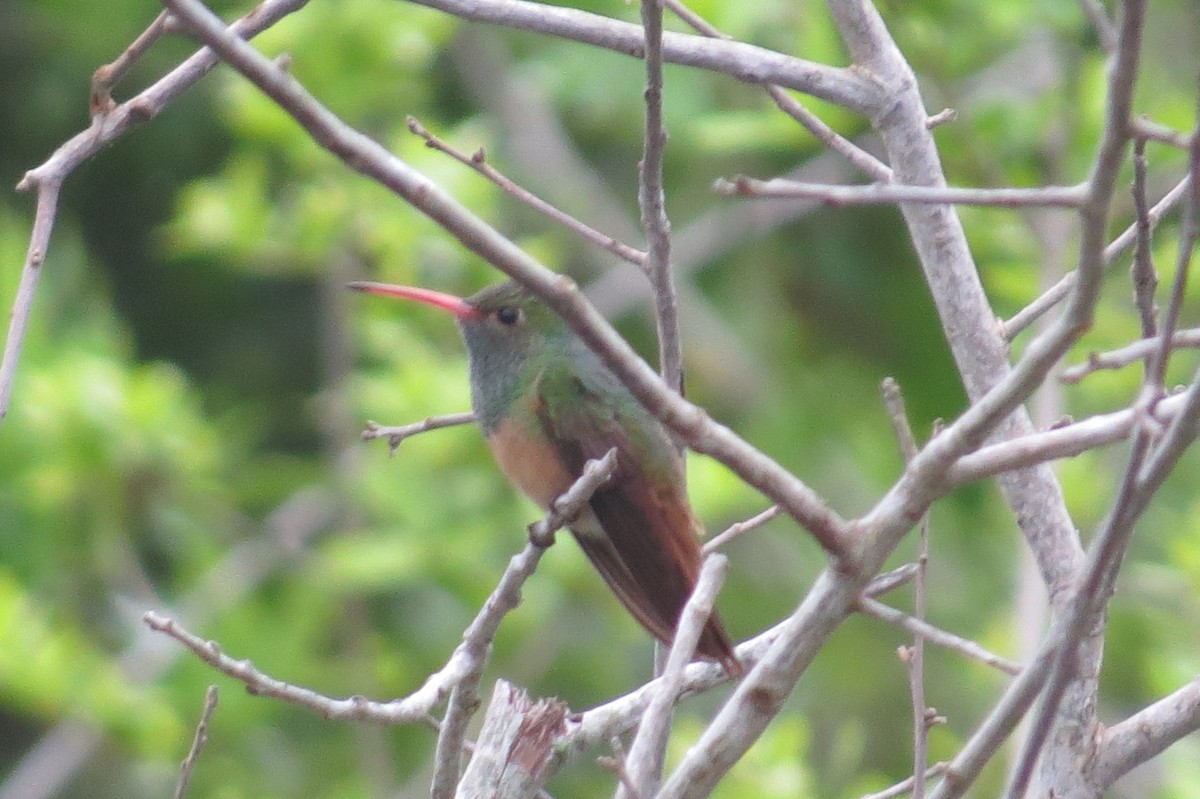 Buff-bellied Hummingbird - ML93767531