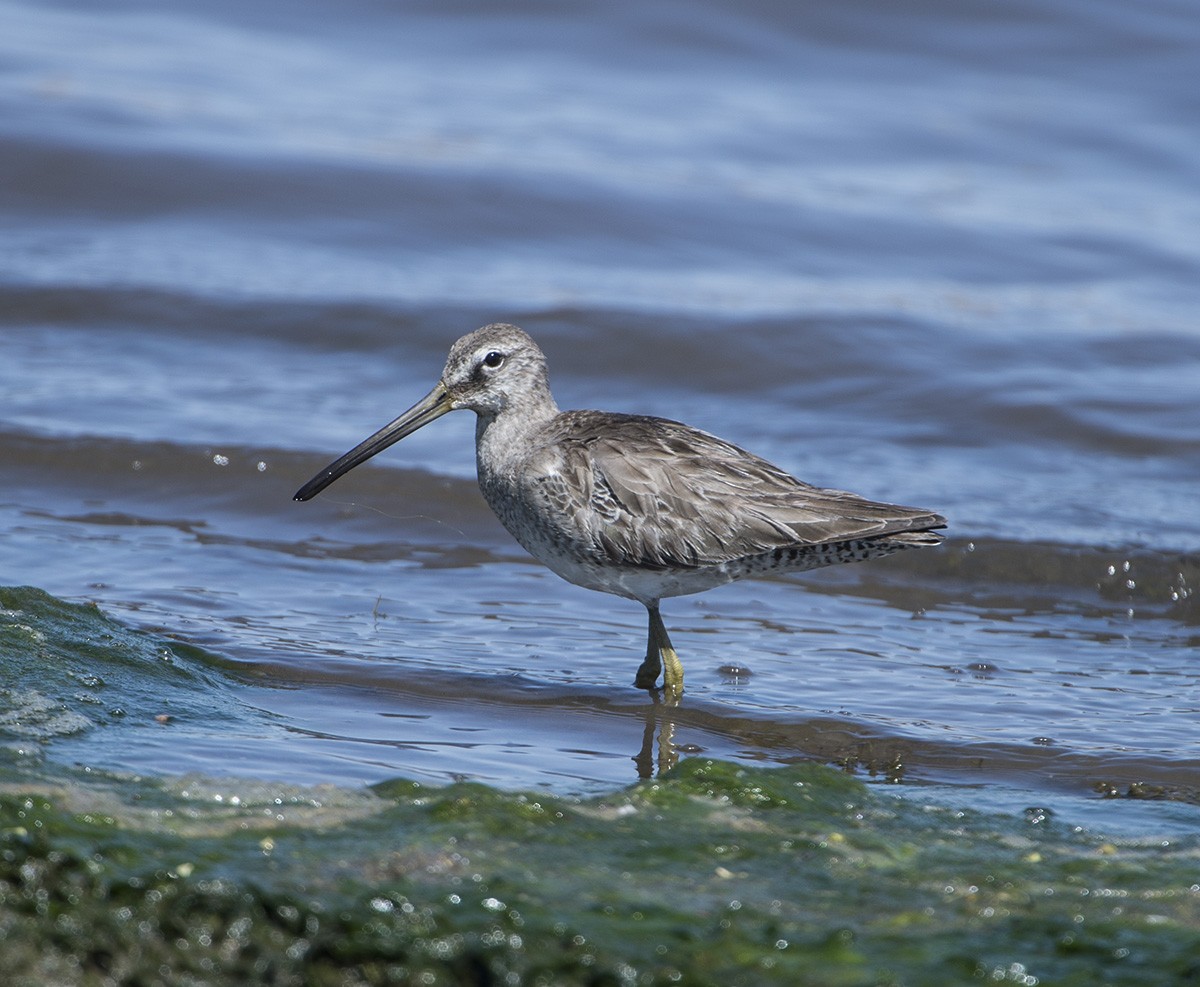 Long-billed Dowitcher - ML93768011