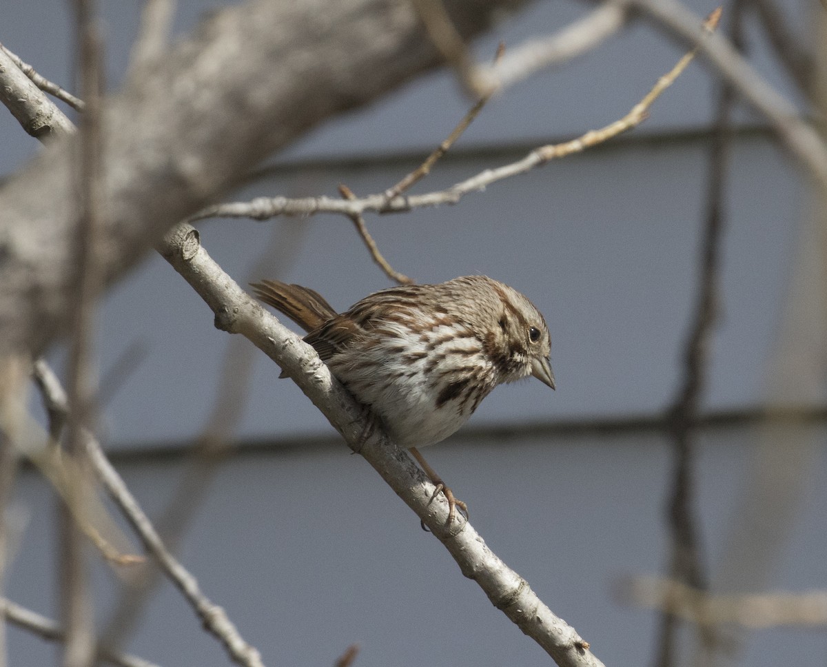 Song Sparrow - Phil McNeil