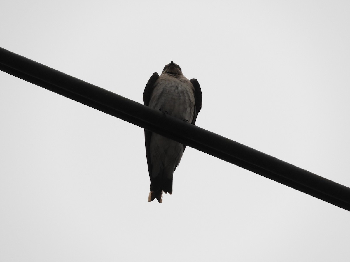 Northern Rough-winged Swallow - Oscar Efraín Quiñónez Reyes