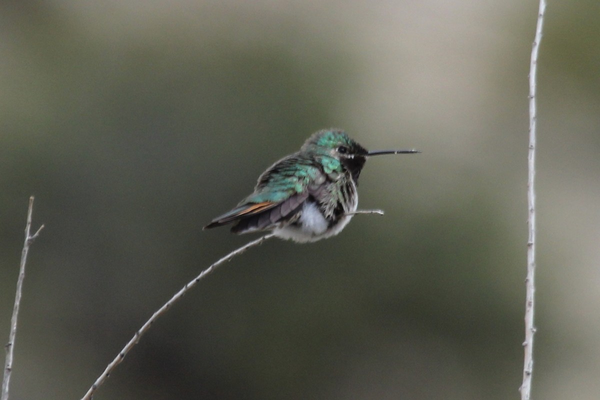 Broad-tailed Hummingbird - Kenny Frisch