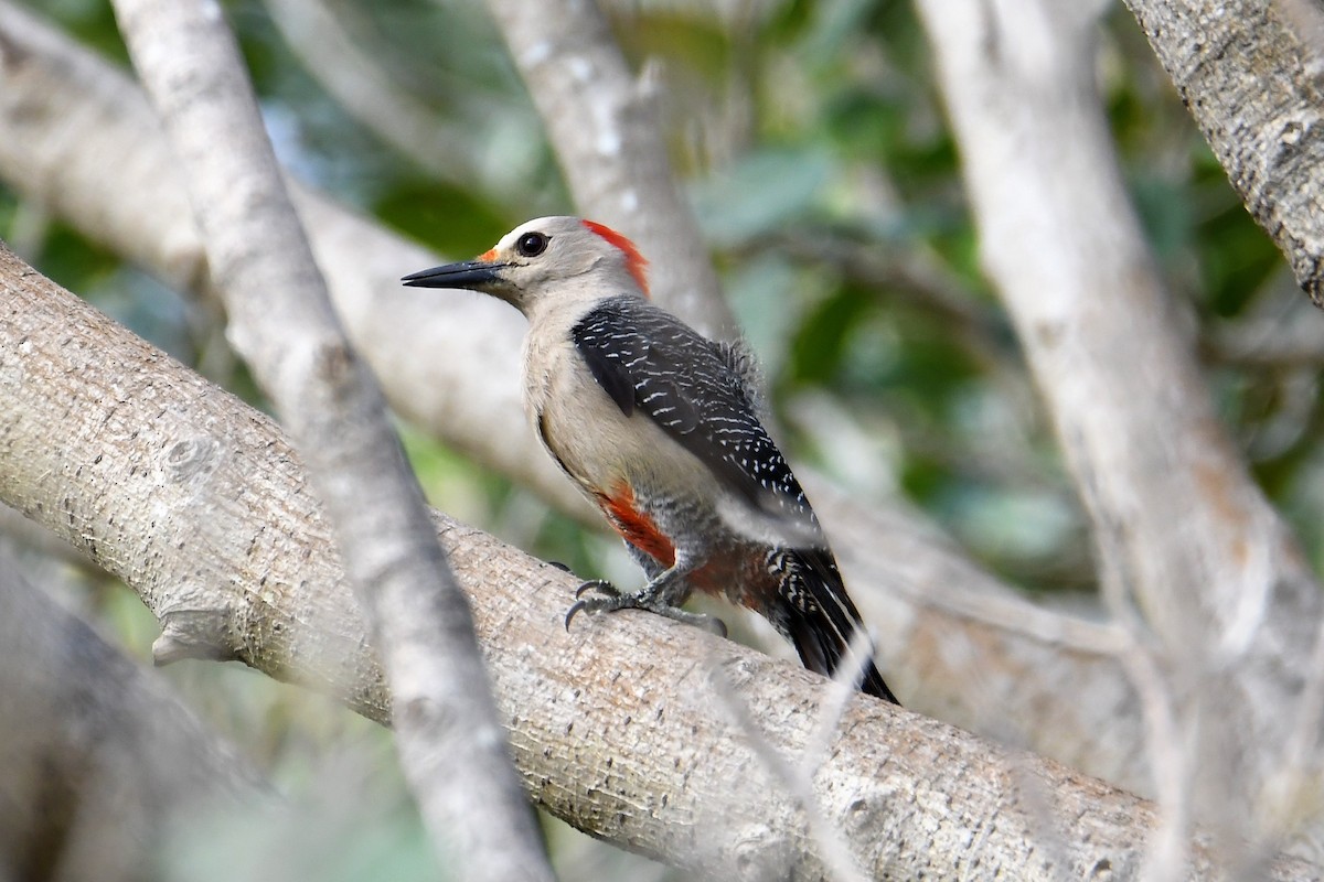 Golden-fronted Woodpecker - Jerry Chen