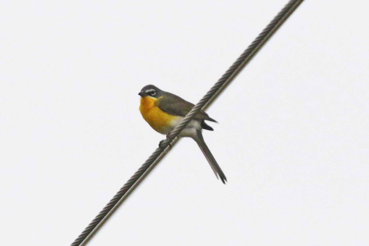 Yellow-breasted Chat - Galen  Stewart