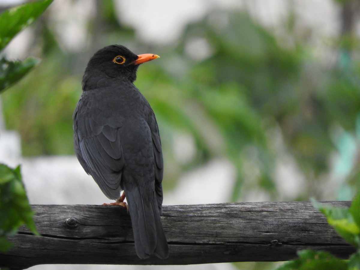 Indian Blackbird (Indian) - Amara Bharathy