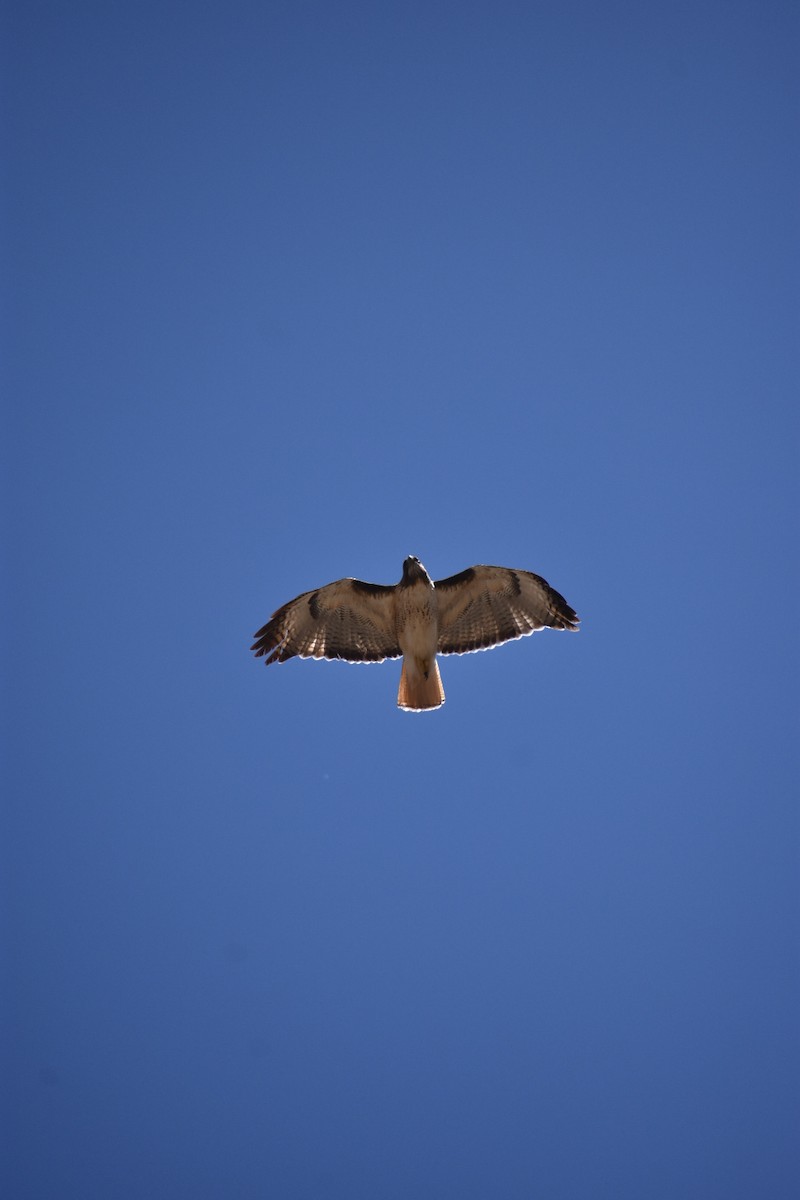 Red-tailed Hawk - ML93775621