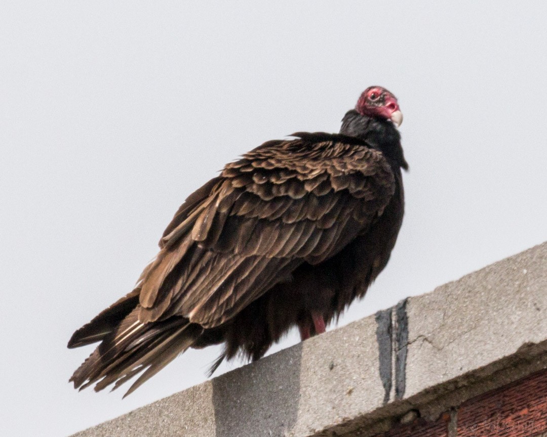 Turkey Vulture - Pat Schiller