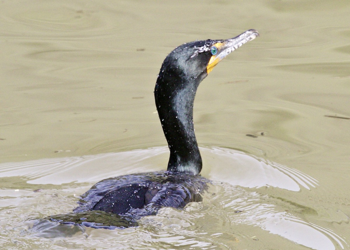Double-crested Cormorant - Dave Bengston