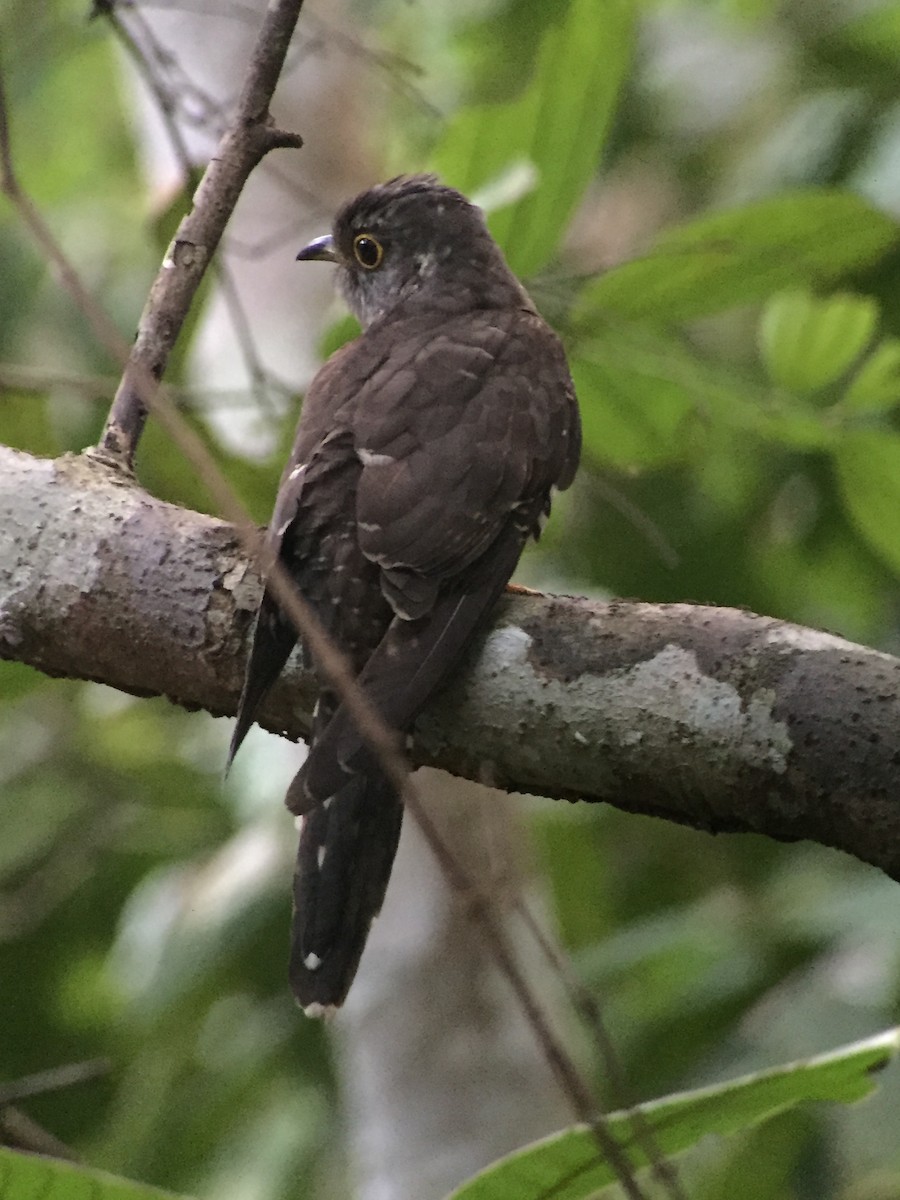 Indian Cuckoo - Martin Kennewell