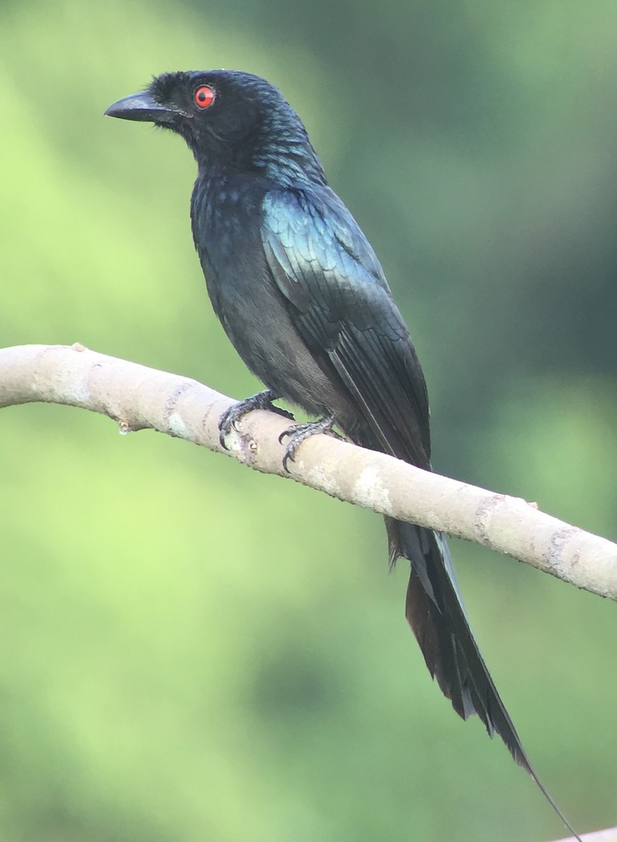 Greater Racket-tailed Drongo - Martin Kennewell