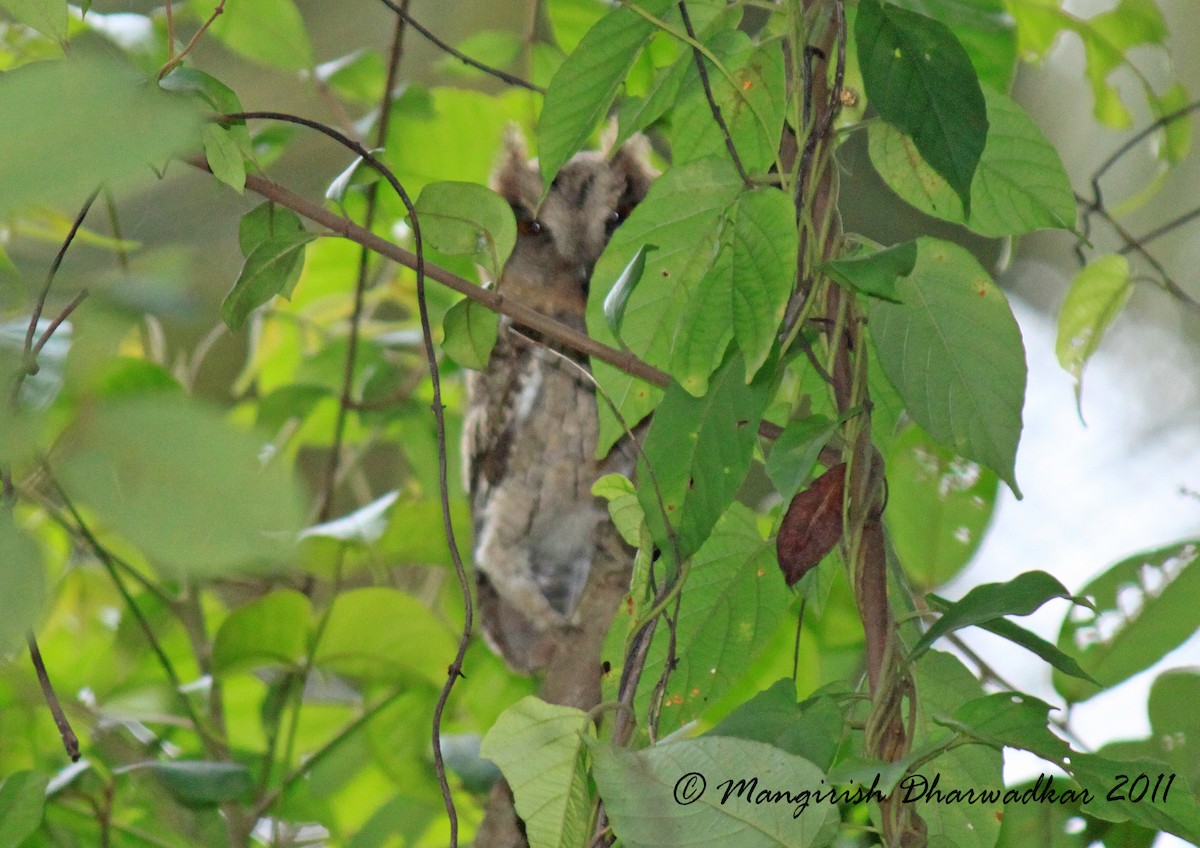 Indian Scops-Owl - Riश Dharwadkar