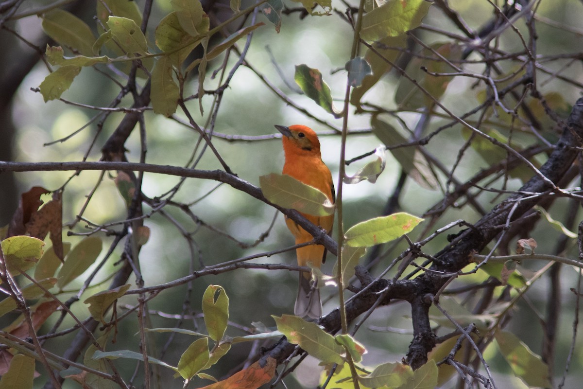 Flame-colored Tanager - Jesse Amesbury