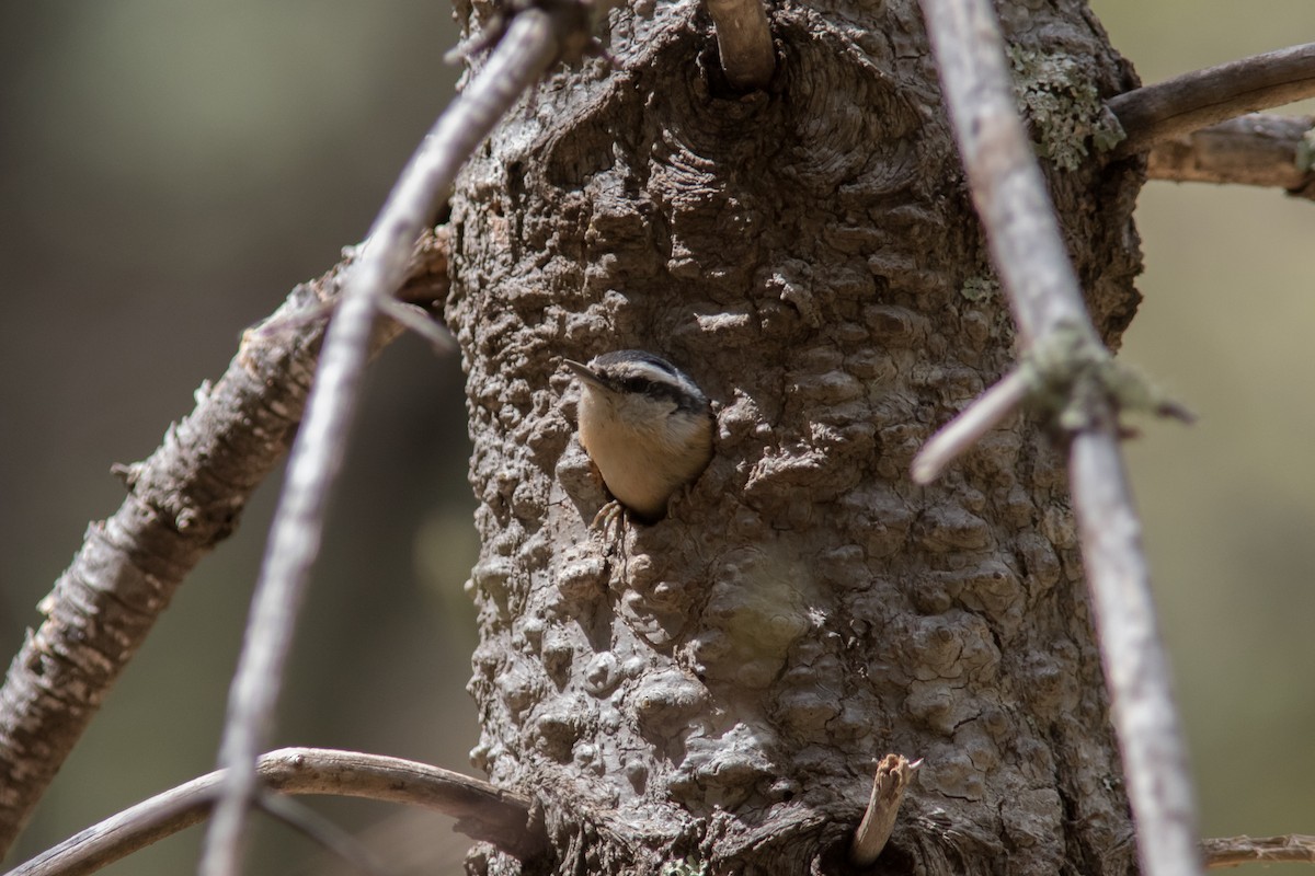 Red-breasted Nuthatch - ML93786061