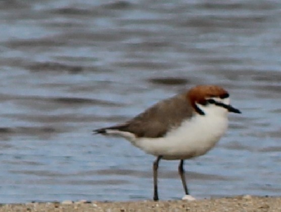 Red-capped Plover - Magen Pettit