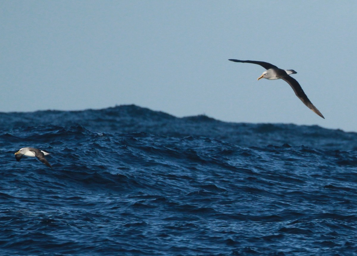 Buller's Albatross - stephen bennie