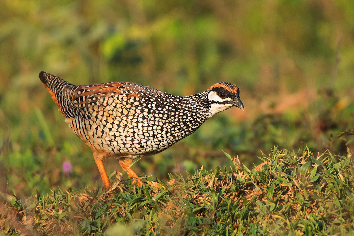 Chinese Francolin - ML93789061