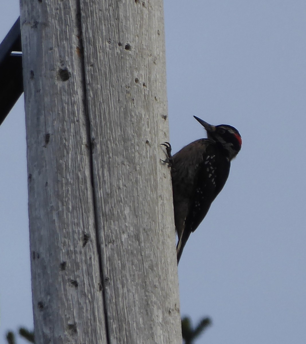 Hairy Woodpecker (Pacific) - ML93790961