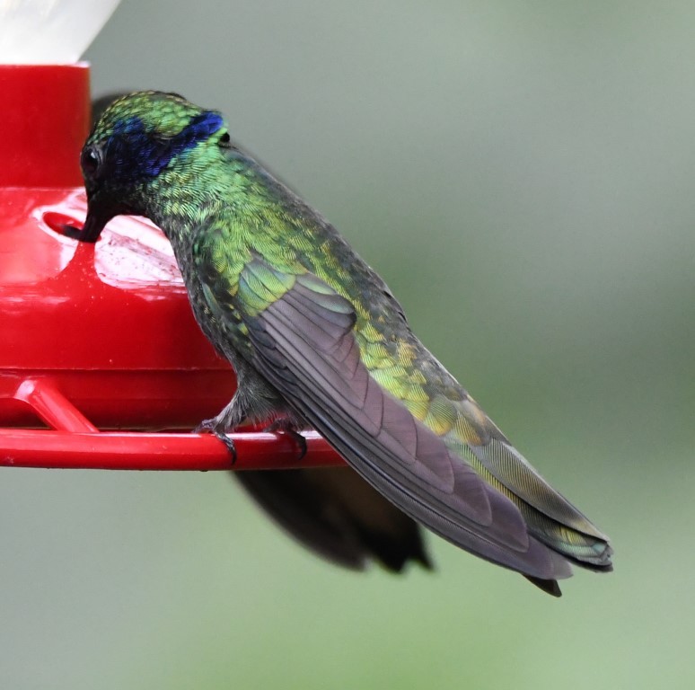 kolibřík modrouchý - ML93791281