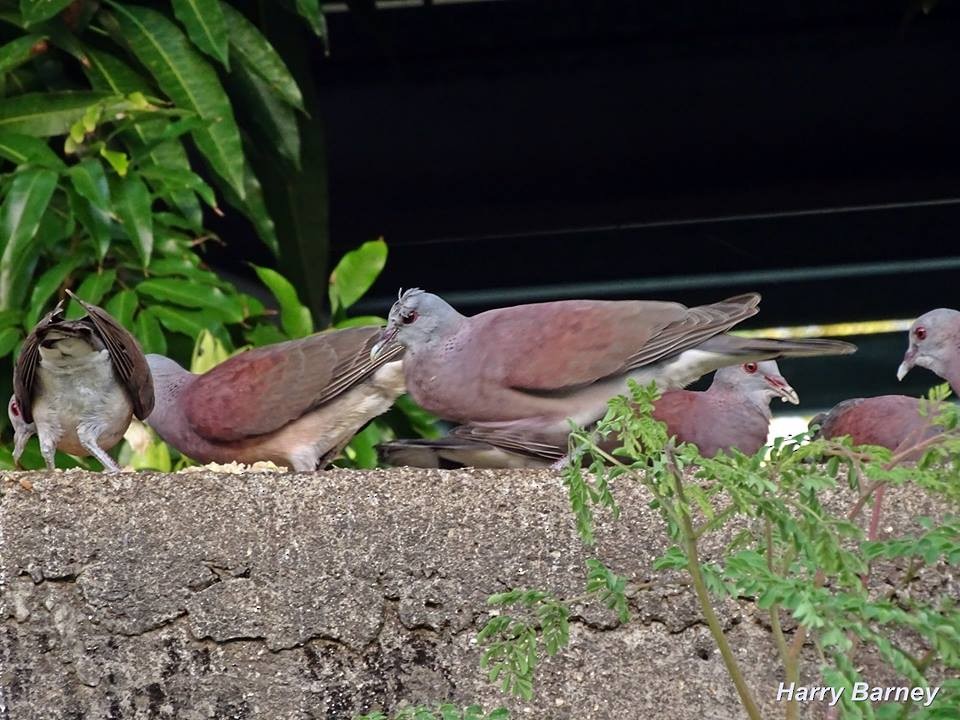 Pigeon de Madagascar - ML93792091