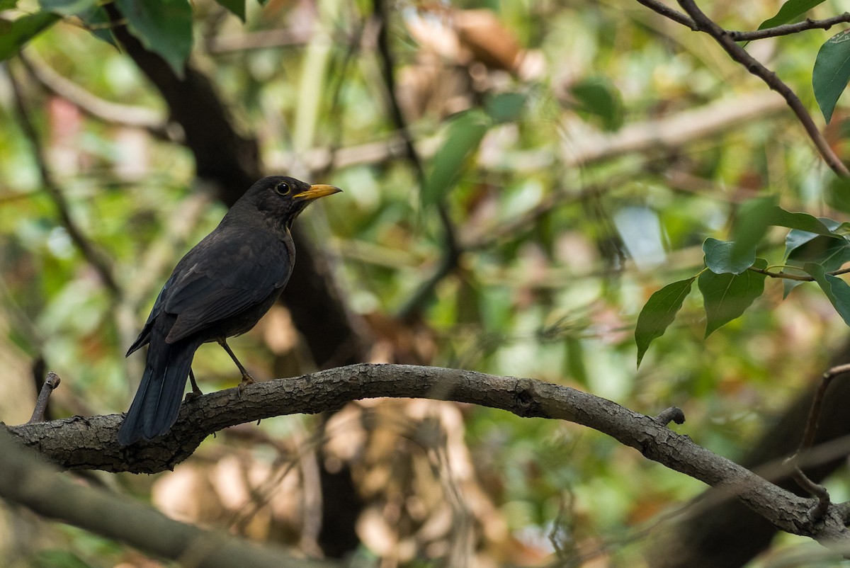 Chinese Blackbird - Forest Botial-Jarvis