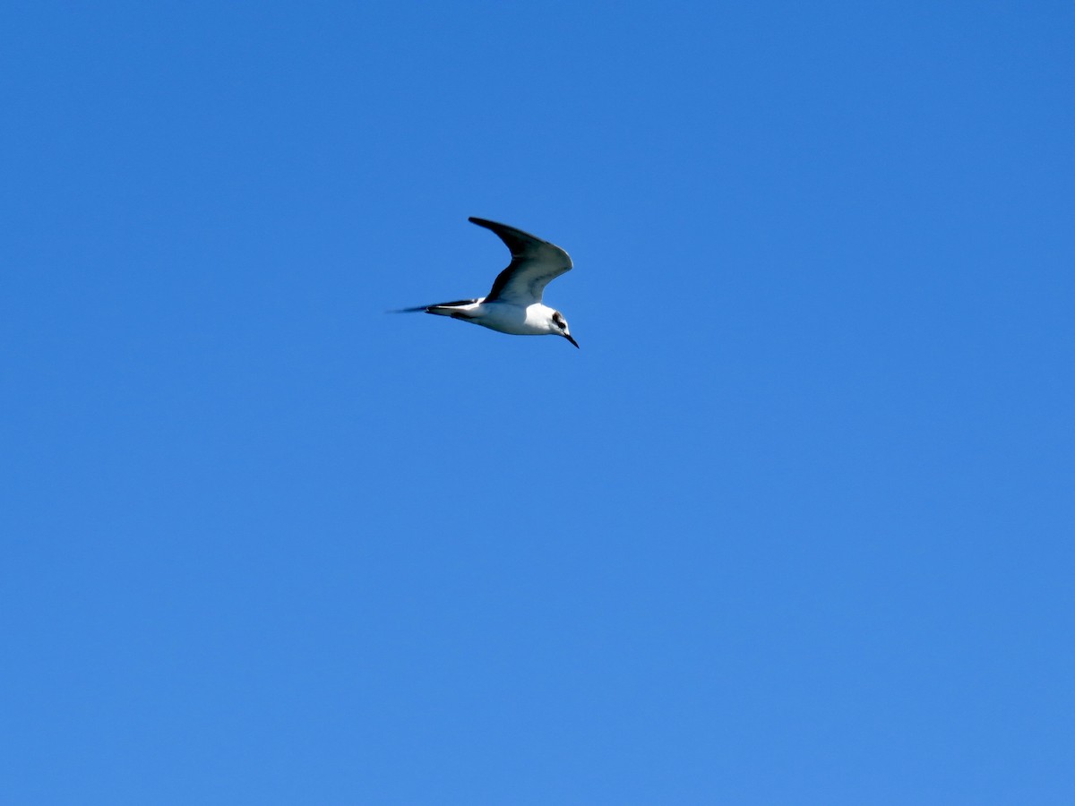 White-winged Tern - GARY DOUGLAS