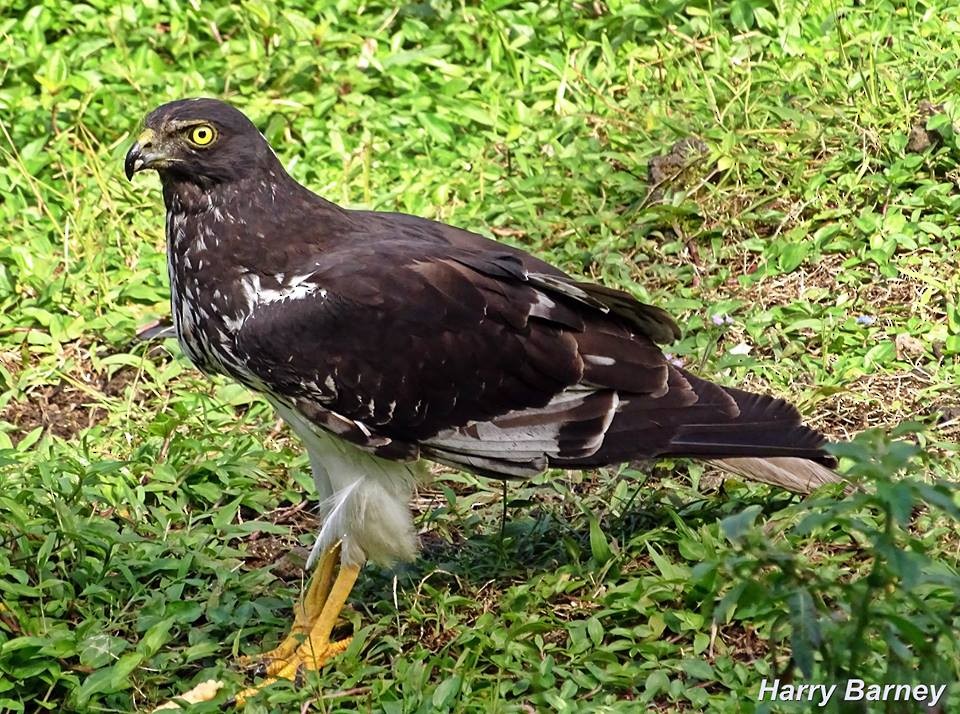 Reunion Harrier - eBird