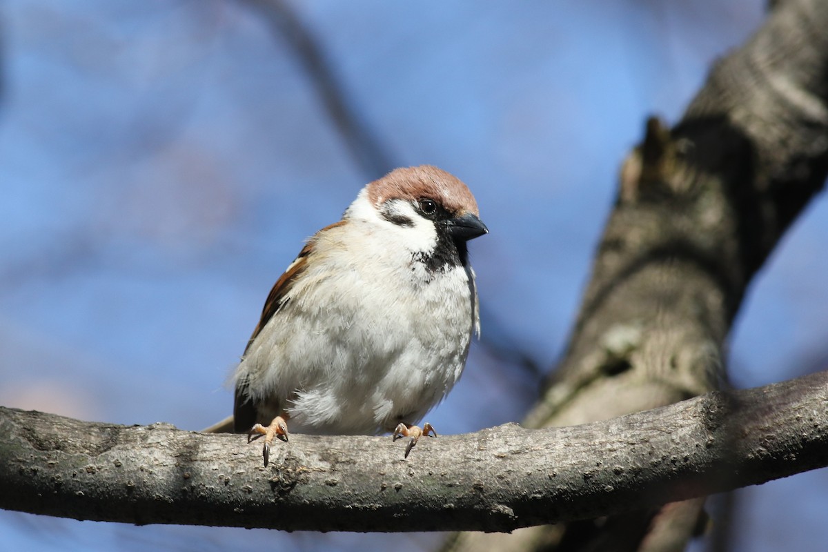 Eurasian Tree Sparrow - Margaret Viens